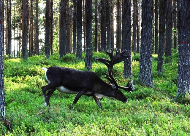 Wildkamperen Zweden Natuur Reizen MarcoPolo Adventures